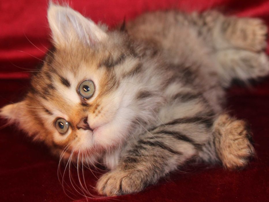 Crystal koteczka syberyjska z rodowodem FPL, legalna hodowla 18 lat