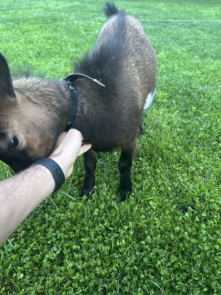 Cabrito macho Anão