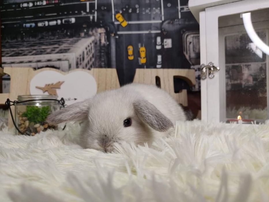 Mini Lop. Urocze króliczki domowe.