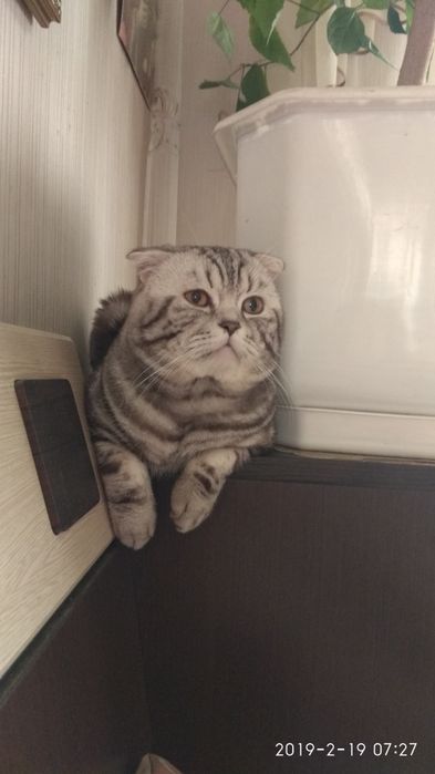 Шотландец ждёт невесту
