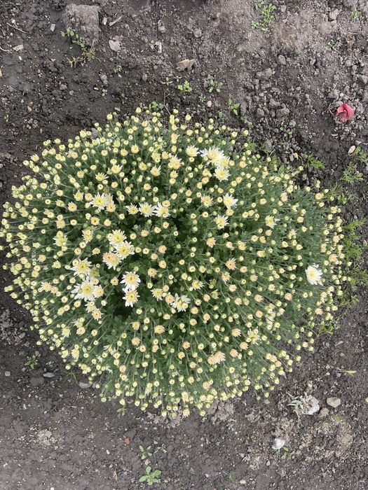 Хризонтема мультифлора