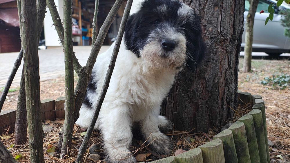 Suczka Polski Owczarek Nizinny FCI - Polish Lowland Sheepdog PON