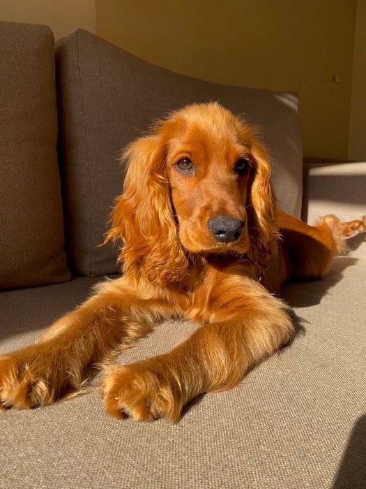 Кінолог. Є виїзд. Зоопсихолог. Дресирування собак.             (є виїз