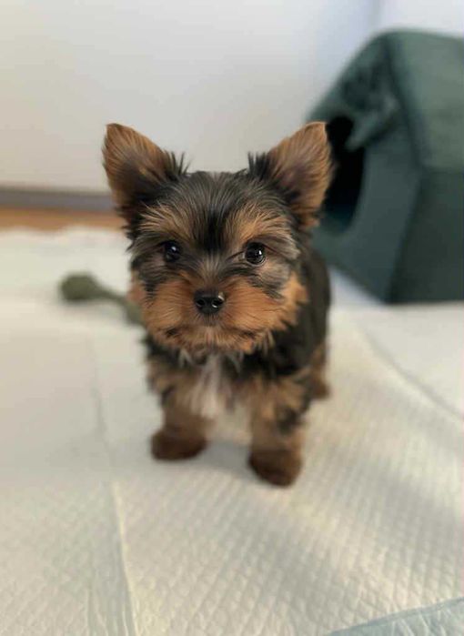 Szczeniak Yorkshire Terrier UCI