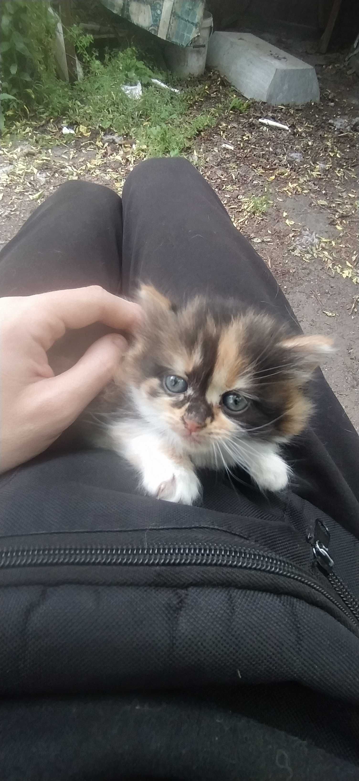 Отдам котят бесплатно