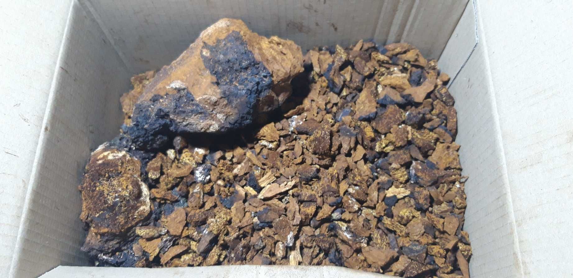 Blyskoporek Chaga Kawa Lasu Top