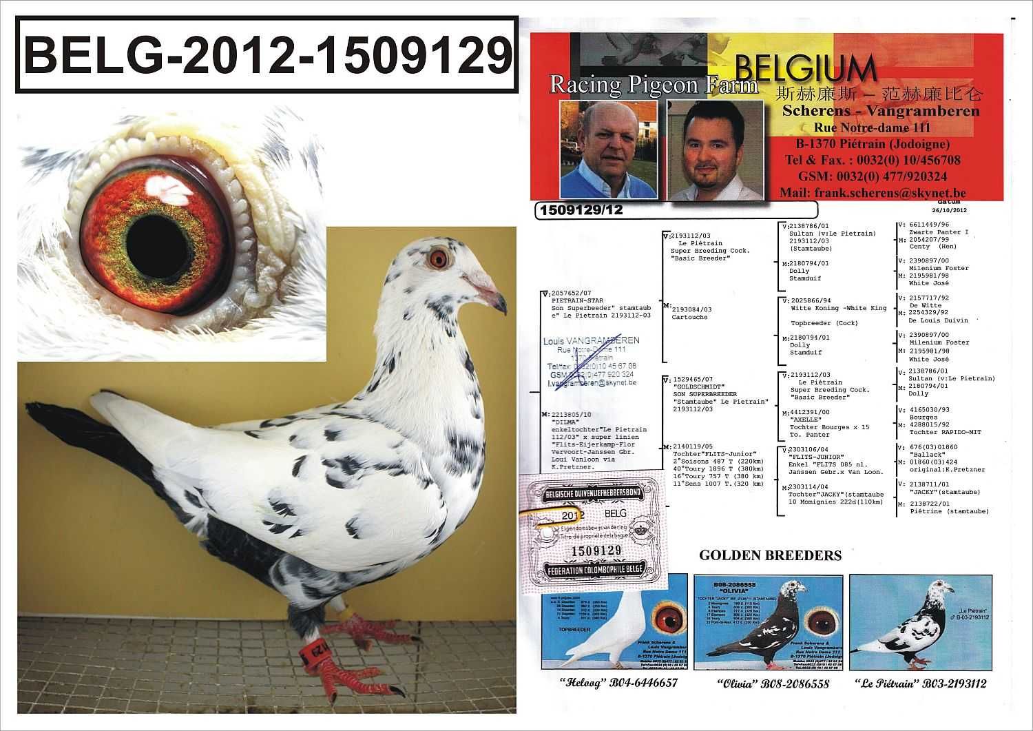 gołębie pocztowe-młode 2025 po org Scherens Vangramberen- TYGRYSY