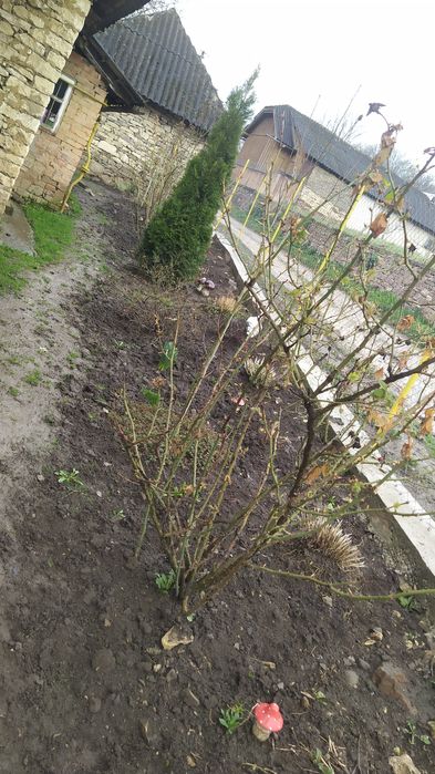 Продам квіти різні