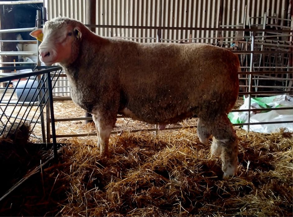 Carneiro puro para venda