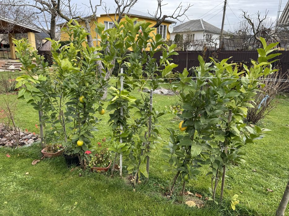 Лимонне дерево Пондероза оригінал