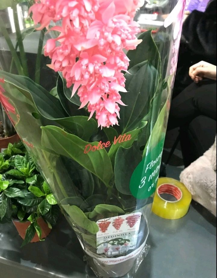 Медінілла велична