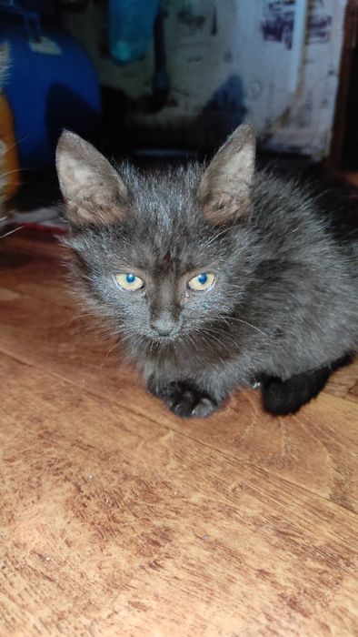 Віддам котиків у добрі руки