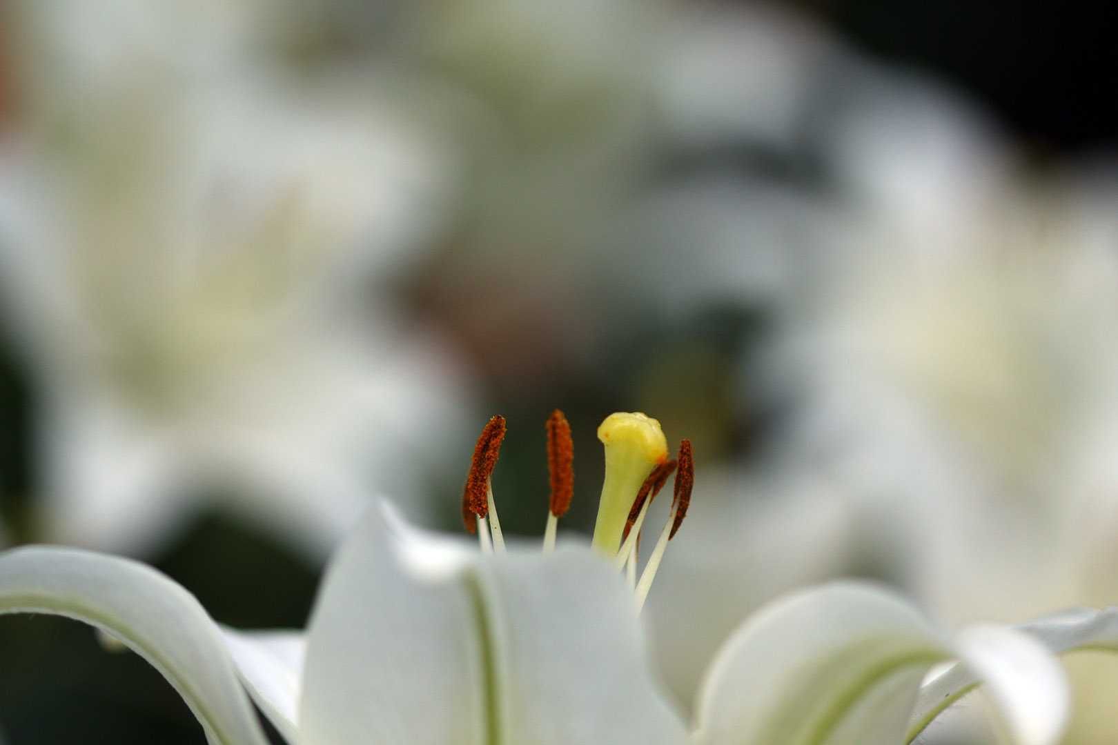 Canon EF 100mm f/2.8 Macro USM - предметна, стоматологія, природа