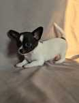 *** Gotowy do odbioru ***Przepiękny piesek chihuahua