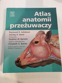 Atlas anatomii przeżuwaczy