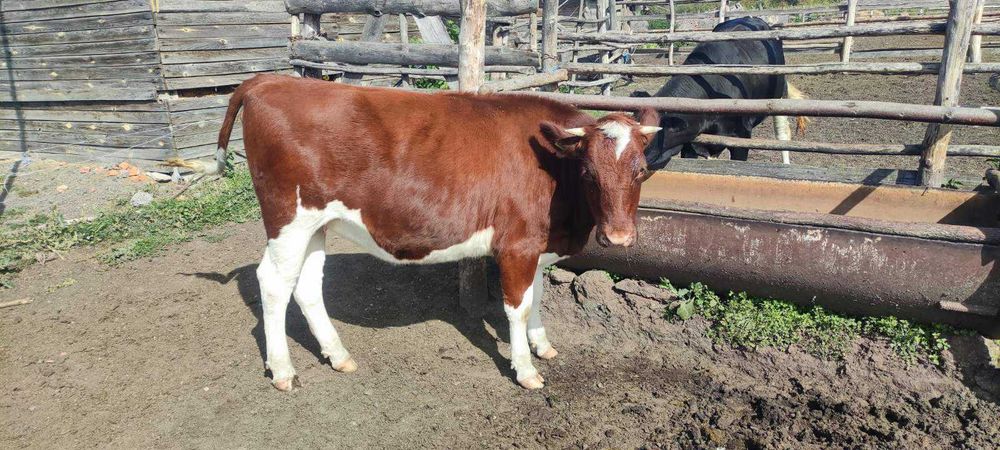 Телиці тільні по 6міс тільності