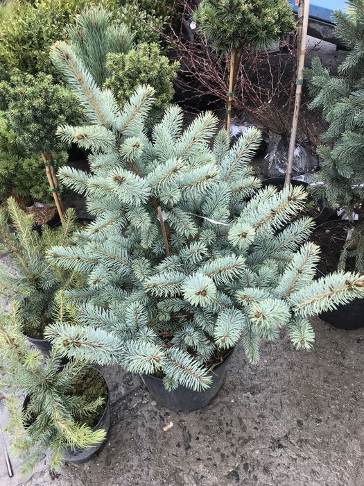 Туя смарагд-різні розміри-відправка