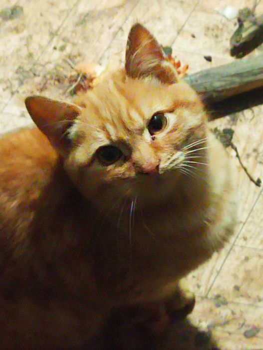 Віддам котика в гарні руки