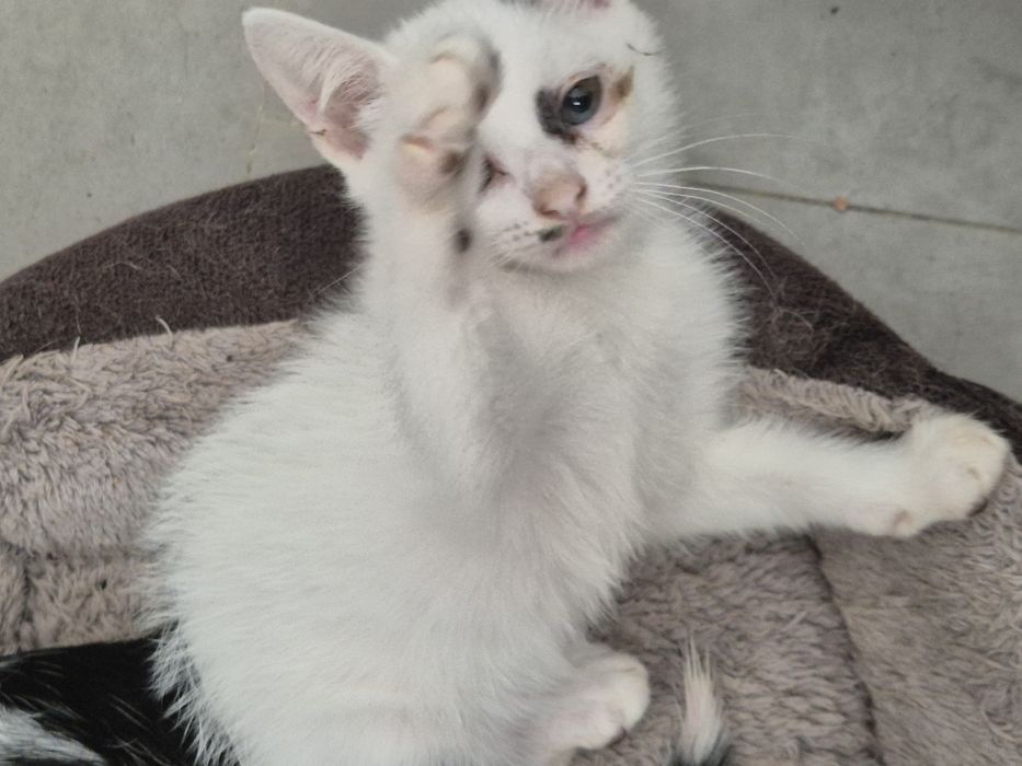 Dasse gatinhas tem 2 meses
