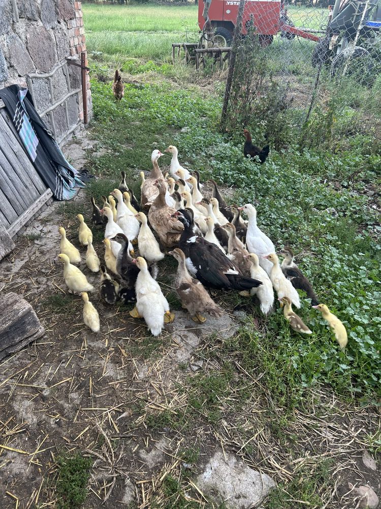 Kaczki kaczeta kaczaki do dalszego chowu pekinki ekologiczne mieso