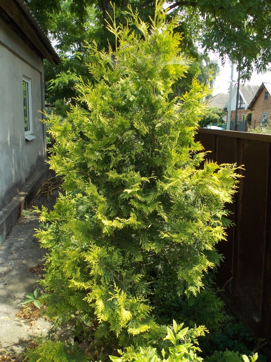 Туя західна  'Європа Голд' (Thuja occidentalis 'Europe Gold')