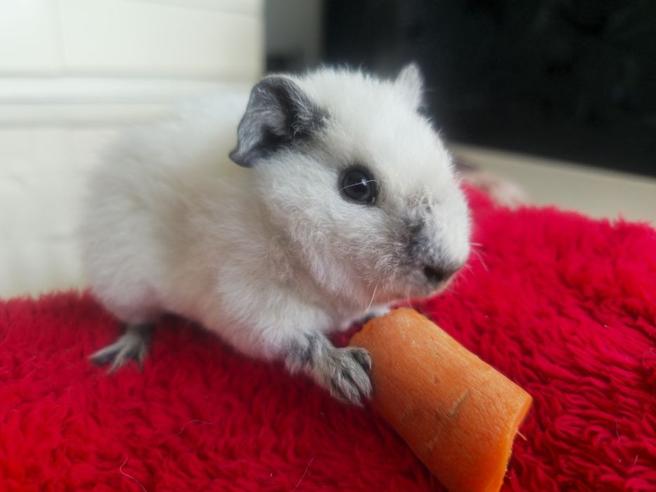 Świnki morskie Us Teddy samce