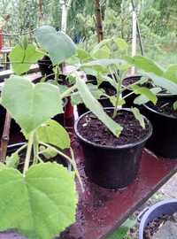 Paulownia elongata