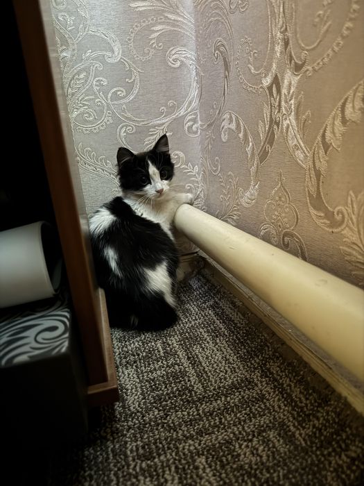 Дуже гарний котик