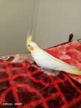 Cacatua bonita muito