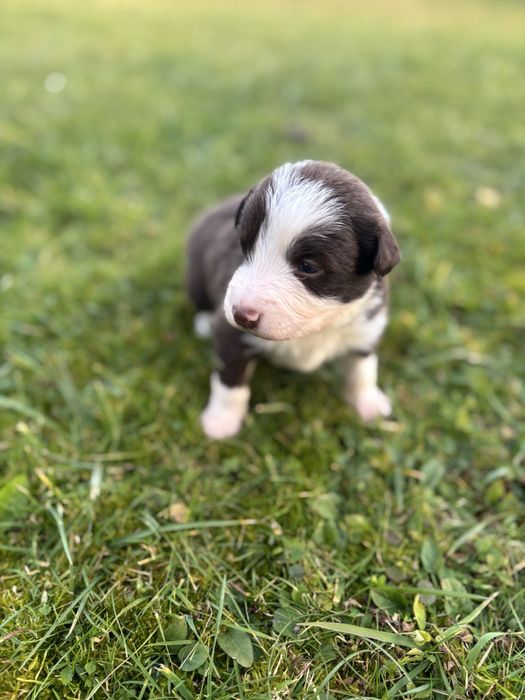 Szczeniak Border Collie