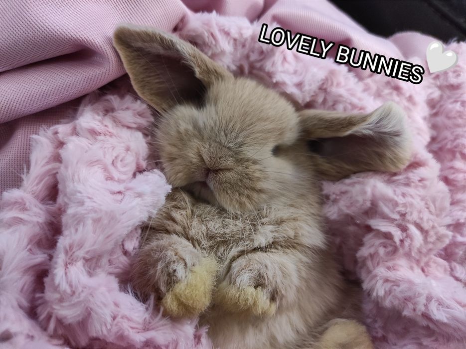 Mini Lop Króliczki Czystej Rasy z WYPRAWKĄ I KSIĄŻECZKĄ ZDROWIA