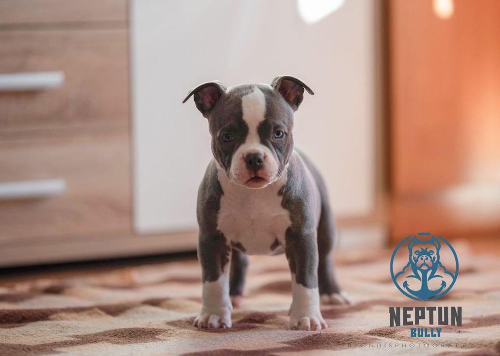 Suczka American Bully