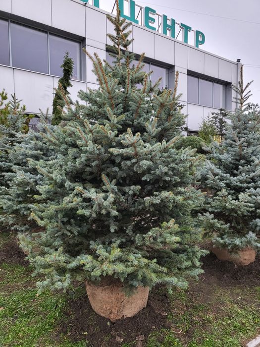 Живі новорічні Ялинки/Кримські Сосни/Псевдотсуги