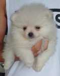 Spitz Lulu da Pomerânia