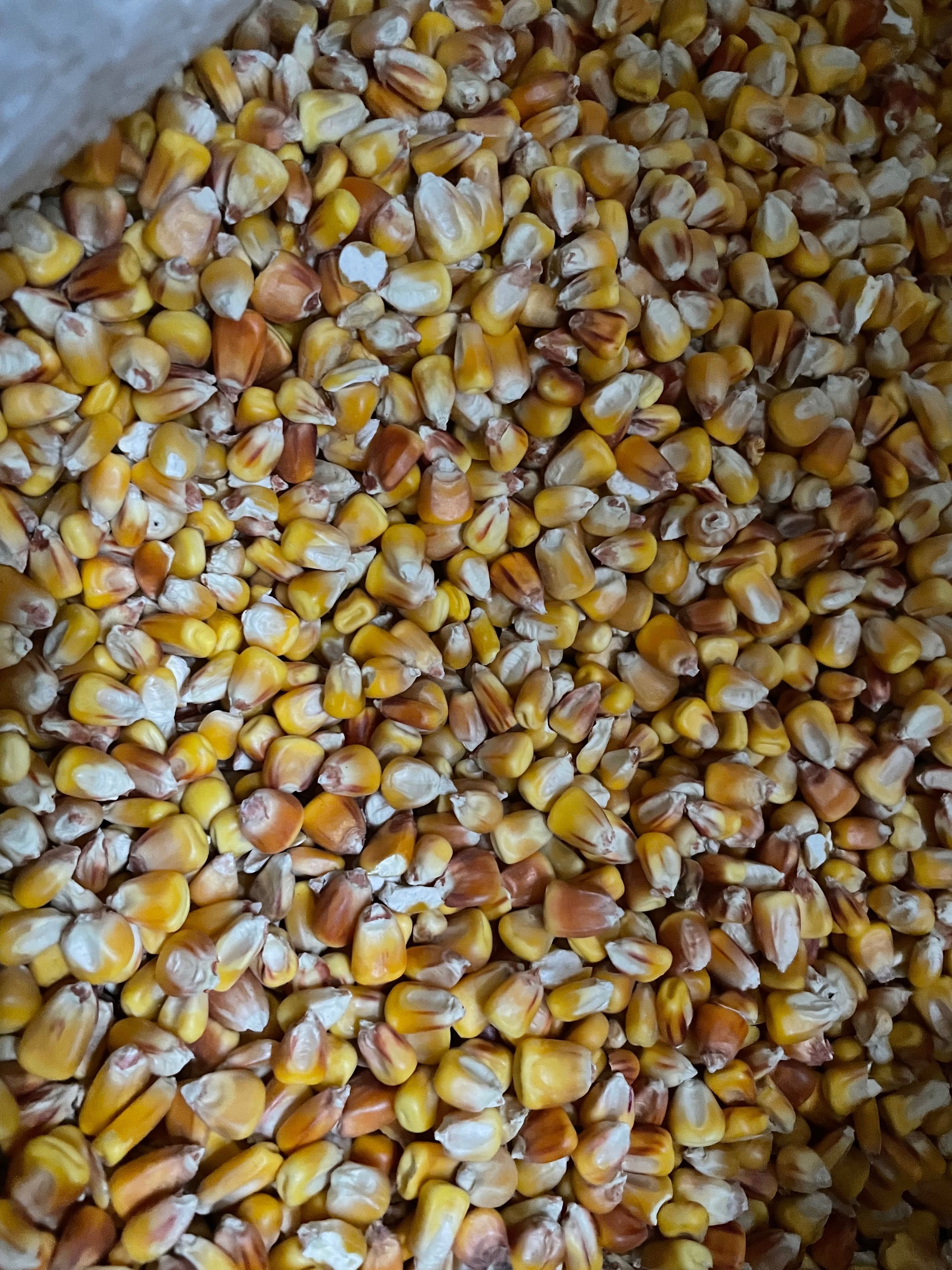 Продам кукурудзу пшеницю в Одесі