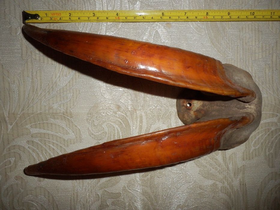 продам рога,рога козла
