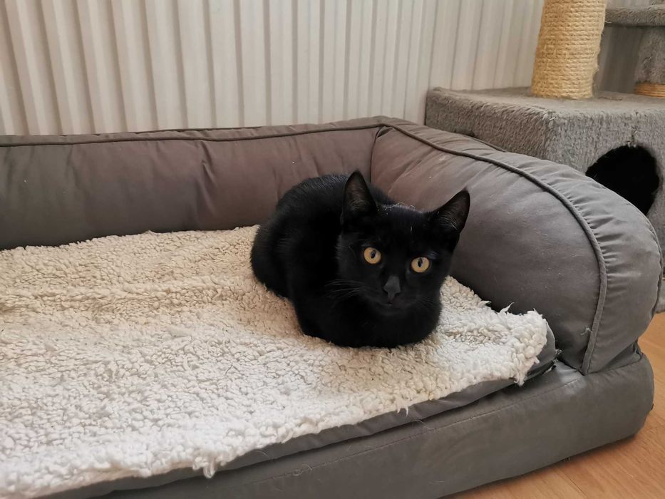 Młody towarzyski kocurek