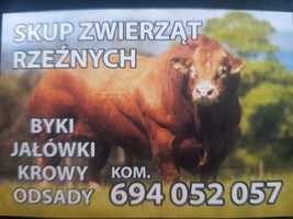 Skup bydła zywca zwierzat