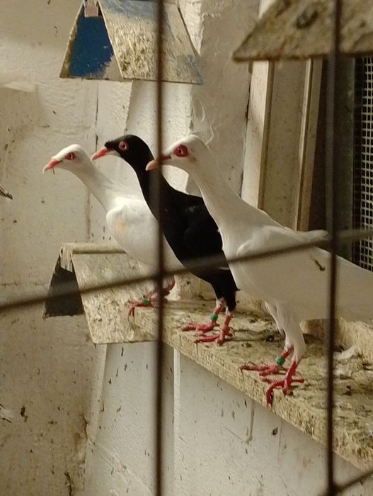 Gołębie tranzulskie i podbródki