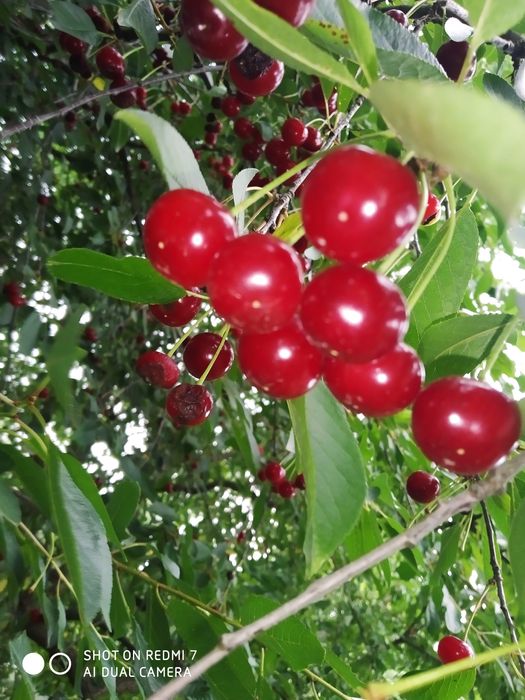 Вишньове варіння  у власному  соку.