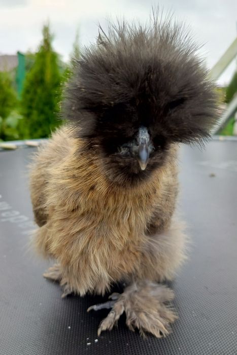 Silki kury koguty ozdobne