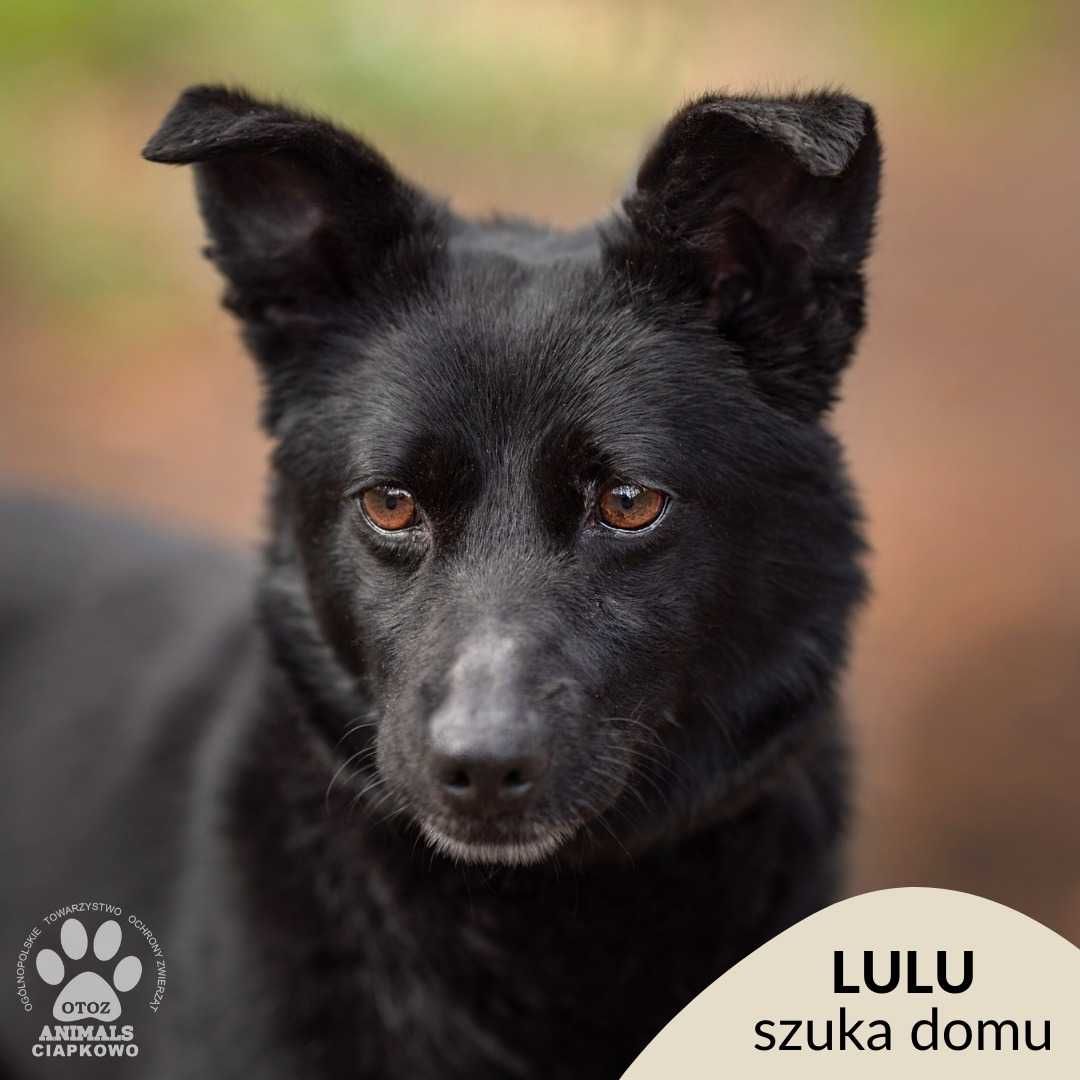 Lulu - wulkan energii szuka domu! OTOZ Animals Schronisko Ciapkowo