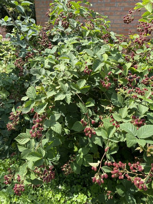 Продам саженцы ежевики . Отличный урожай уже 10 лет.