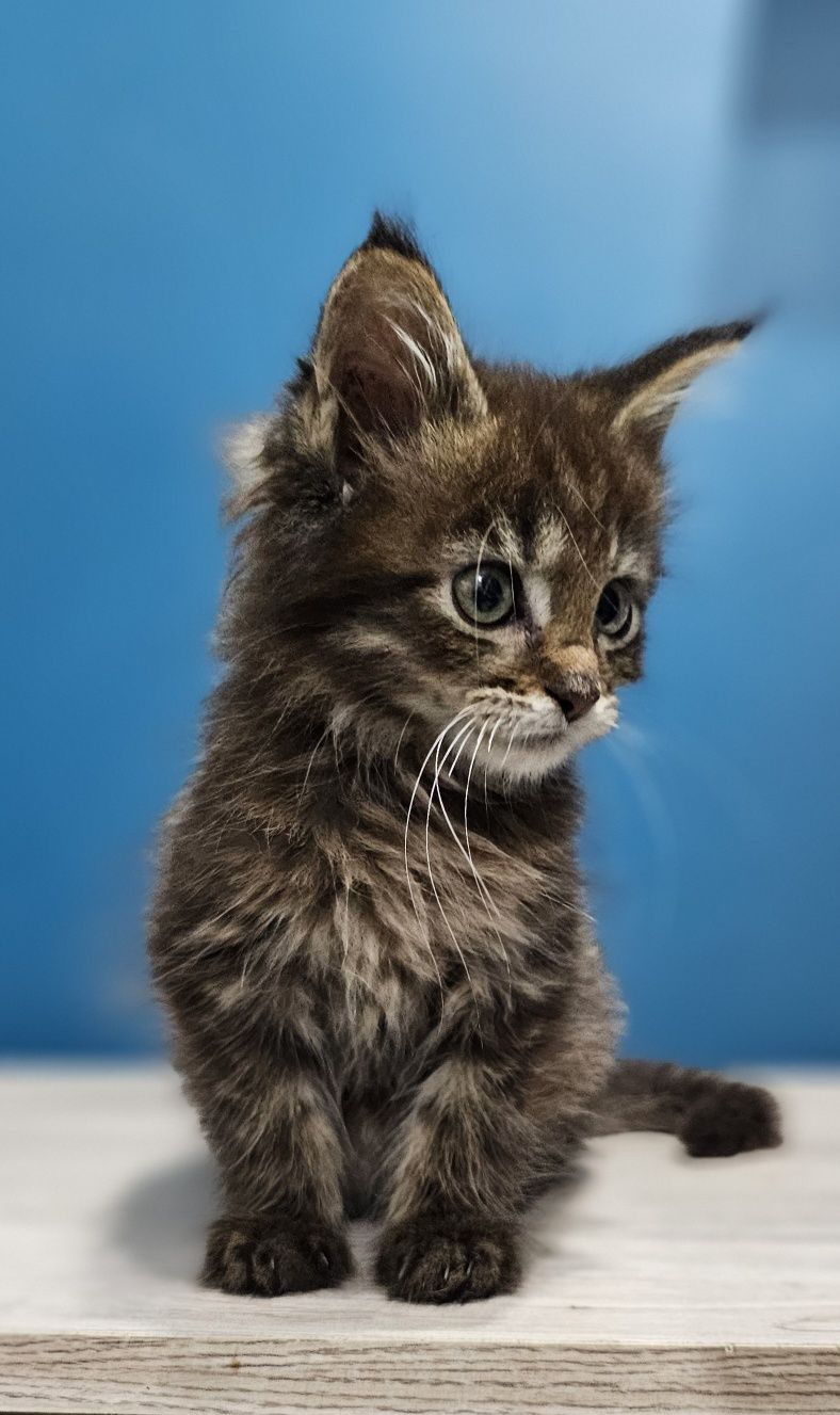 Kocurek Maine Coon