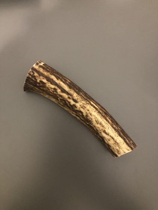 Gryzak dla Psa Poroże jelenia