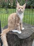 Kocurek Maine Coon FPL
