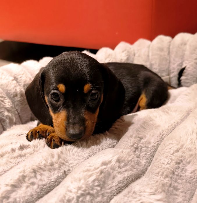 Jamnik miniaturowy krótkowłosy czarny podpalany