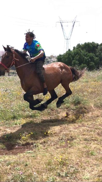 Égua puta lusitano