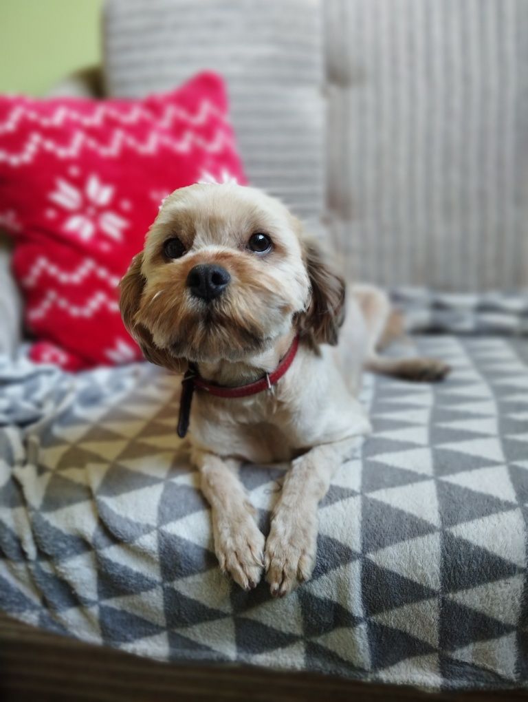 Cavapoo piesek , ( hybryda maltipoo, maltańczyk, cavalier, pudel)