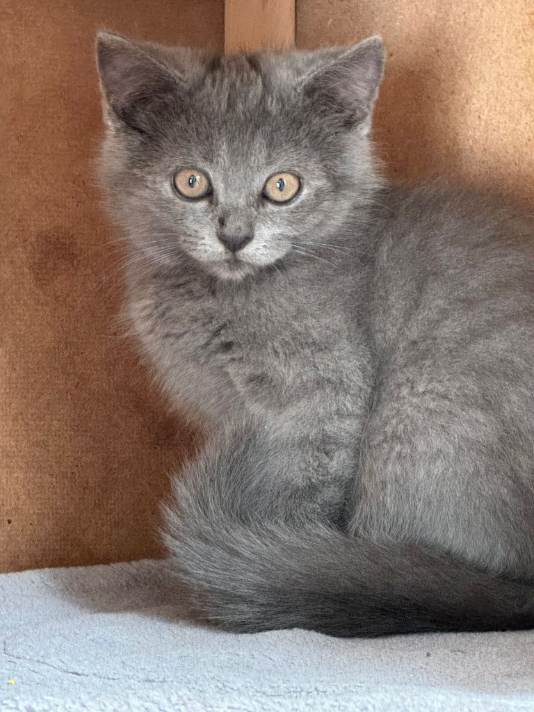Kot brytyjski niebieski kocurek do odbioru